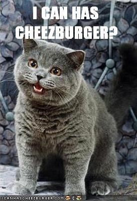 famous-cat-meme-which-started-and-launched-the-website-i-can-haz-cheezburger