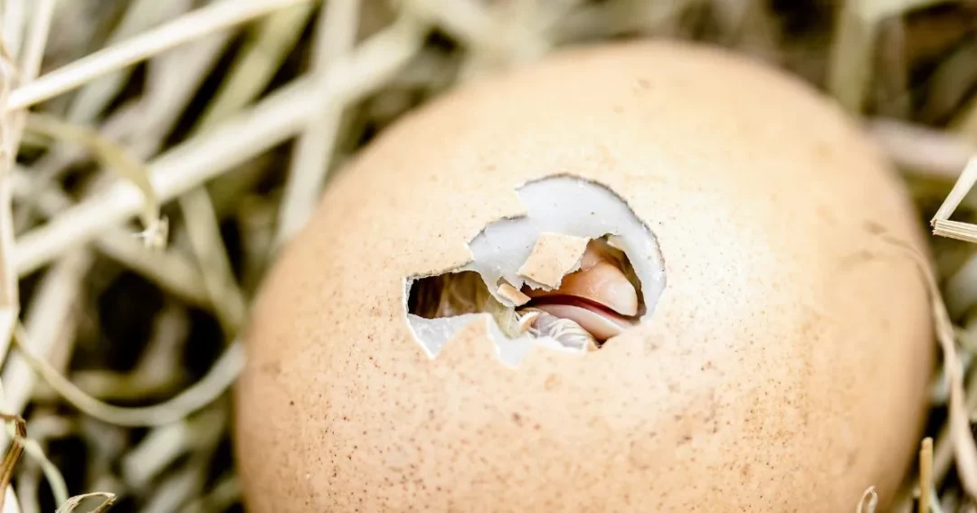 Chick hatching activities are available at Becketts Farm.