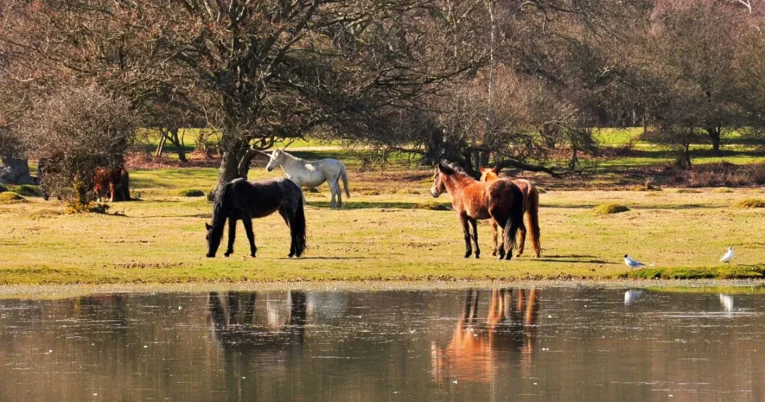 Spot the wild ponies at The New Forest.